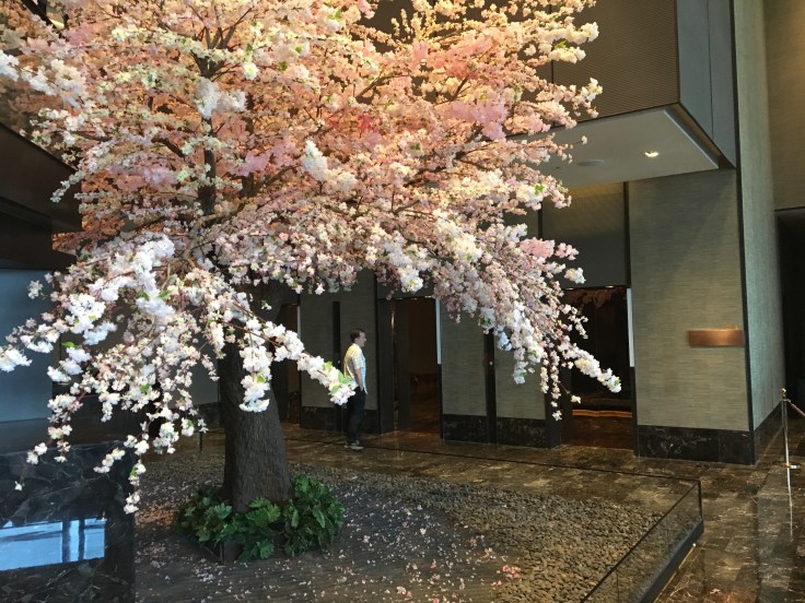 bangkok okura prestige cherry tree