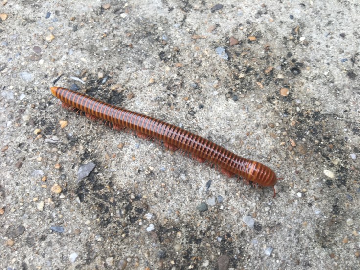 bangkok tour street millipede