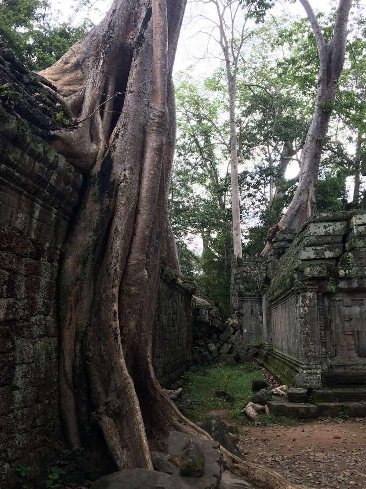 siem reap angkor wat ta prohm overwhelming tree