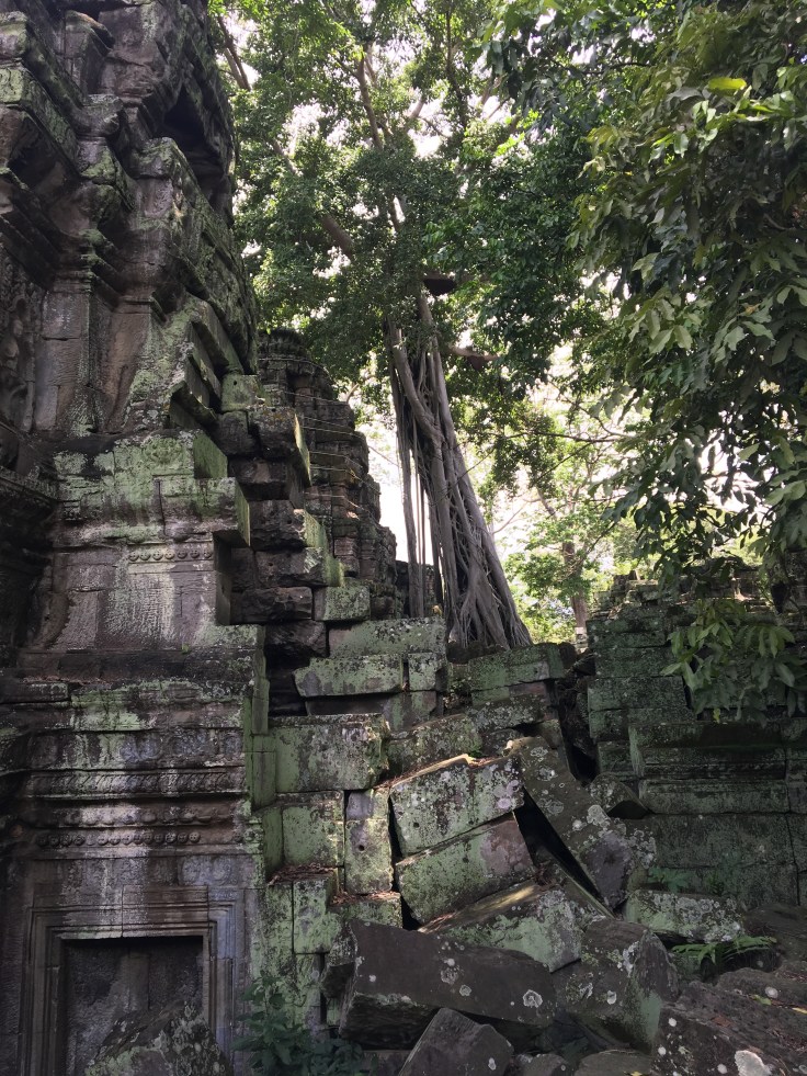 siem reap angkor wat ta prohm ruins meet the trees