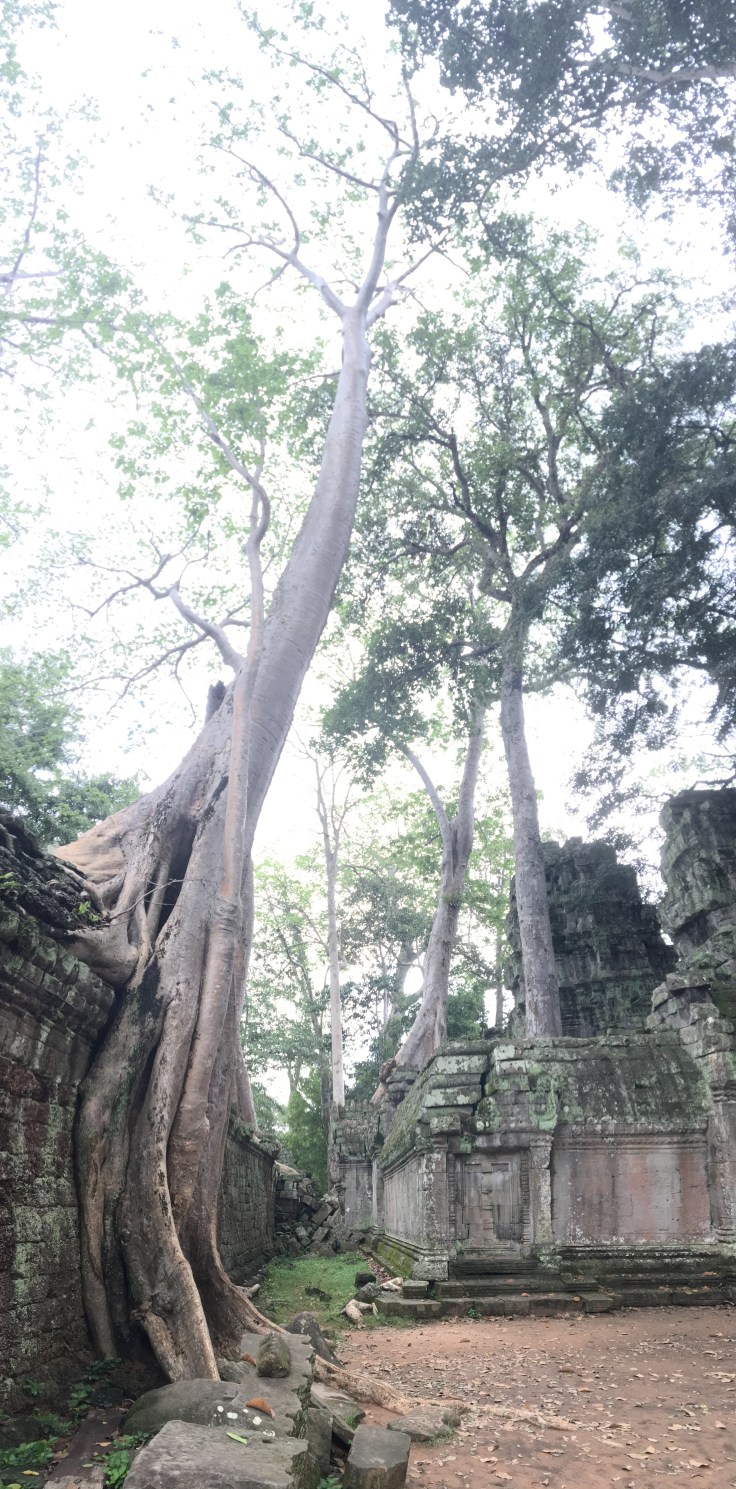 siem reap angkor wat ta prohm tall tree pano