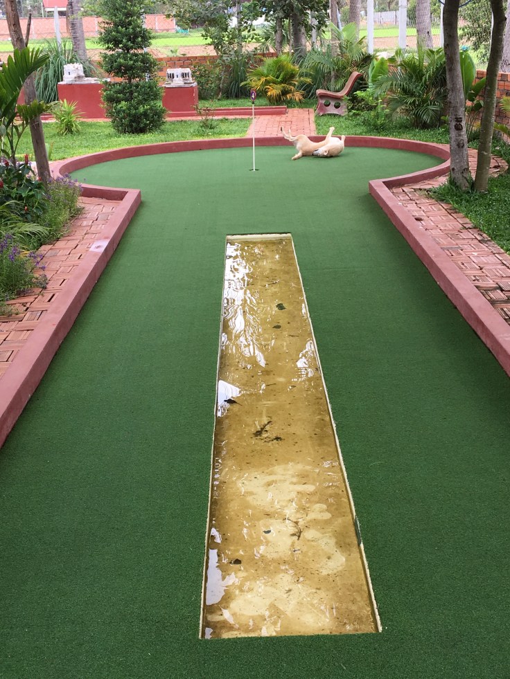 siem reap golf angkor wat putt dog