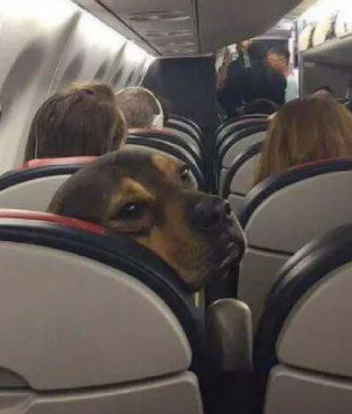 10 commandments 2019 dog